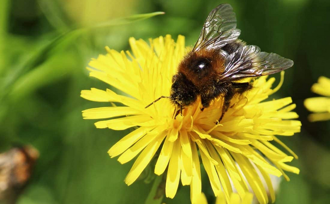 FPÖ-EU-Mandatar Georg Mayer begrüßt das EU-Verbot der Neonicotinoide als ersten Schritt gegen das Bienensterben.