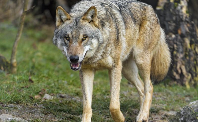 Die Wolfs-Population in Europa hat sich bereits dermaßen verstärkt, dass immer mehr Landwirte um ihre Existenz bangen.