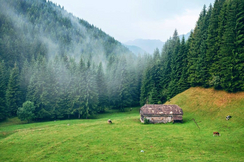 Die neue EU-Waldstrategie gefährdet Energieversorgung in Europa.