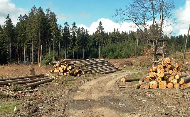 Holz ist wichtiger Bestandteil erneuerbarer Energie und für Bauern eine existenzielle Einkommensquelle.