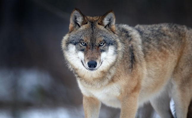 Die steigende Wolfpopulation in Österreich bedroht die Existenz der Almbauern.