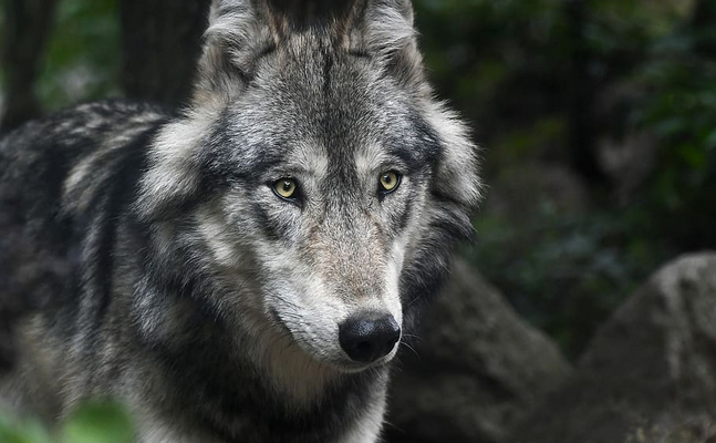 Wolfs-Problematik: Rechtsgutachten zur FFH-Richtlinie wird Fall fürs Parlament!