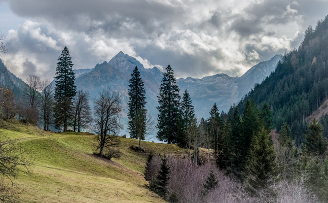 Die Waldflächen Österreichs wachsen pro Jahr um 2.300 Hektar - ein Aufforstungs-Zwang seitens der EU ist also völlig unnötig.