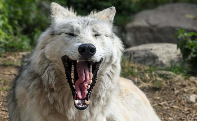 Wolfs-Problematik: Gewessler torpediert EU-FFH-Richtlinie mittels Rechtsgutachten, ohne Landwirtschaftsministerium einzubinden!