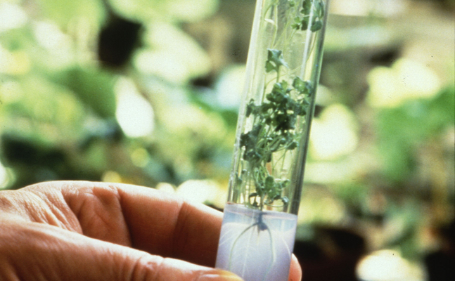 Hand hält ein Reagenzglas mit Grünpflanze 
