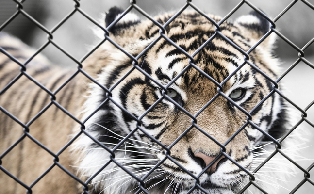 Der Welttierschutztag am 4. Oktober soll die Einheit von Mensch und Natur beleuchten - 68 Prozent aller Wirbeltiere sind seit 1970 verschwunden. Auch der Tiger ist gefährdet.