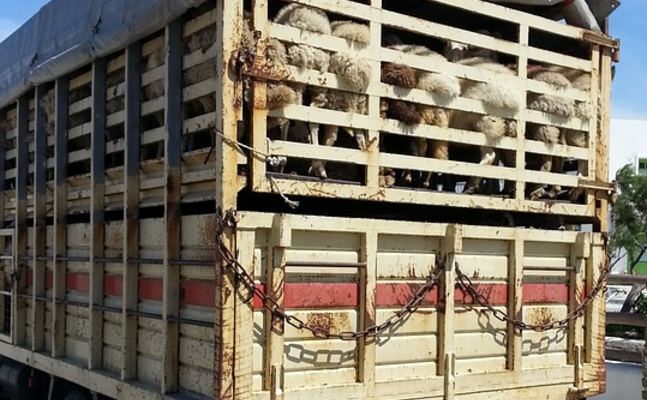 FP-EU-Abgeordneter Georg Mayer fordert die EU auf, endlich wirksame Maßnahmen gegen die verheerenden Zustände bei Lebend-Tiertransporten zu setzen
