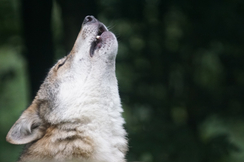 Massive Zunahme der Wolfs-Population erfordert dringend neue EU-Regelung.