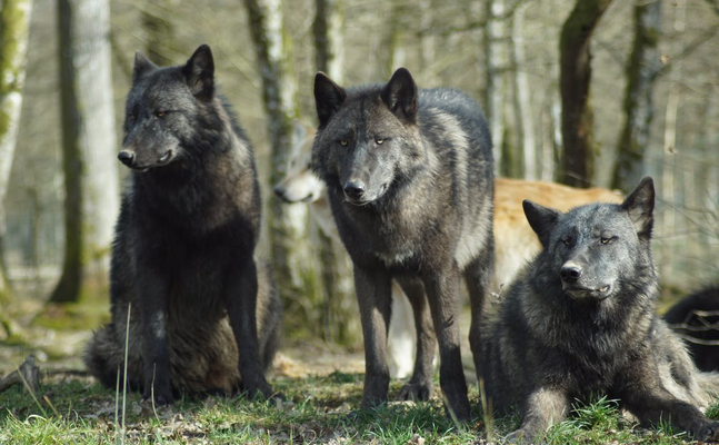 FPÖ fordert verstärkten Schutz der Menschen vor Wolfs-Angriffen.
